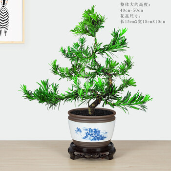 红枫小叶紫檀盆景老桩植物盆栽室内好养文竹雀舌罗汉松办公室绿植 老桩造型好 罗汉松 青花816 接水pvc底座带盆栽好 图片价格品牌报价 京东