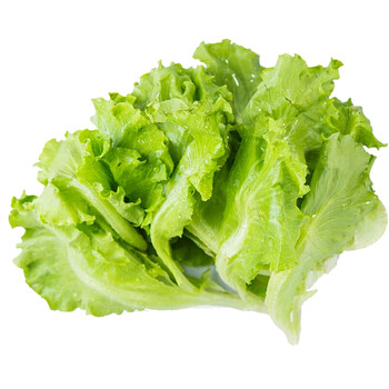 新鲜大叶生菜500g/件