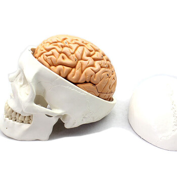 颐诺(enovo medical model)人体头颅骨大脑模型头骨模型1:1颅脑解剖
