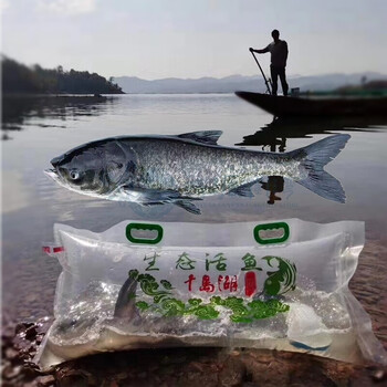 千岛湖鳙鱼胖头鱼活鱼整条乌鲢鱼鳙鱼生鲜鱼类435斤活鱼现杀真空包装