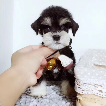 纯种雪纳瑞幼犬活体纳瑞犬活体幼犬宝宝迷你小雪老头狗椒盐黑银色