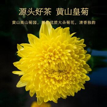 同仁堂（TRT）北京同仁堂金丝皇菊特级60大朵菊花茶胎菊泡水喝养生茶茶叶30g