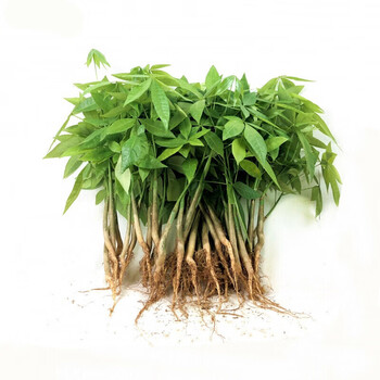 树苗 发财树苗 发财树盆栽 辫子发财树 客厅办公室盆栽 发财树小苗 m4