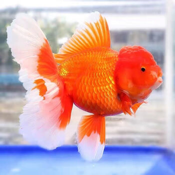 精品百褶泰狮金鱼原泰活体红白麒麟风水淡水观赏冷水鱼好养活 红色百