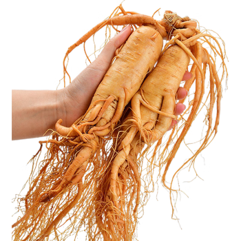 东北吉林长白山人参保鲜参野生鲜人参茶煲汤泡酒 30年老参王毛重305克