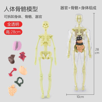 人體醫學模型品牌及商品- 京东