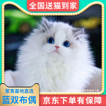 中国 唐代 藍釉俑 猫 珍品 I40-3
