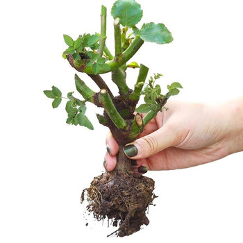 杏花天牡丹花苗牡丹苗牡丹花盆栽室内花卉庭院当年可开花多w月季花苗颜色随机1棵 图片价格品牌报价 京东