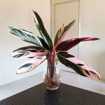 凤凰羽水培养植物室内绿植花卉盆栽富贵竹水养好养懒人花 两棵凤凰羽