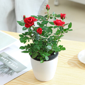 听雪楼迷你玫瑰花苗盆栽室内花卉植物微型小月季多色d7红色玫瑰不含盆
