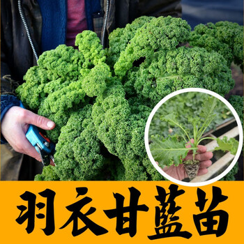 羽衣甘蓝苗秧四季盆栽春秋耐寒山东寿光牡丹菜紫绿甘蓝种子 绿羽衣甘
