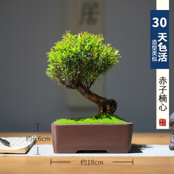 梓匠小葉赤楠盆景精品蘑菇頭造型提根老樁盆栽室內觀葉植物四季好養