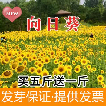 花卉种子花籽四季种易活波斯菊花草百日草野花组合开花室外鲜花盆栽种植庭院室内四季花多年生玮艺向日葵种子1斤 图片价格品牌报价 京东