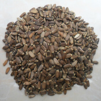 凯史甘斯中药材水飞蓟籽水飞蓟子水飞蓟果水飞雉奶蓟水飞蓟老鼠簕1000