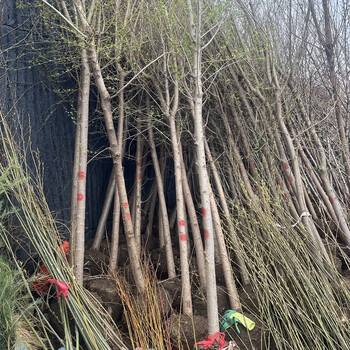 花e流榆树苗白榆庭院种植苗木速生榆树苗榆钱树苗榆树小苗榆树墙苗