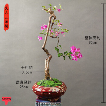 艺术盆栽小植物型号规格- 京东
