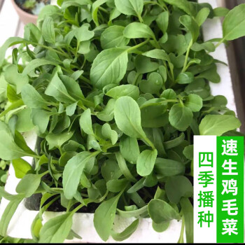 博卉雞毛菜種子上海青小油菜白菜種籽菜籽四季秋季盆栽青菜農家蔬菜孑