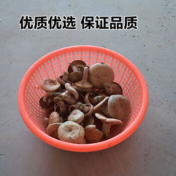食怀新鲜野生菌 松树菌枞树菇乌枞菌寒菌松乳菇三九菇枞树菌1斤 乌色中小号枞树菌【新鲜货一斤装【图片 价格 品牌 报价】-京东