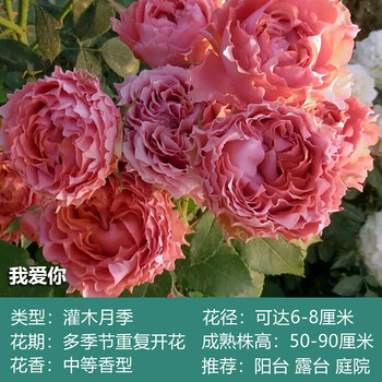 朱丽叶月季花苗灌木大花卉切花玫瑰阳台鲜花盆栽观赏植物我爱你中苗