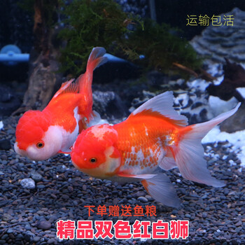 红狮子- 京东