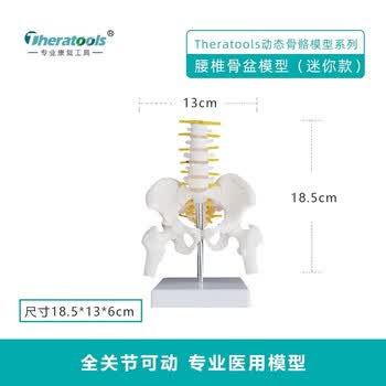人体骨骼骨架模型价格报价行情- 京东