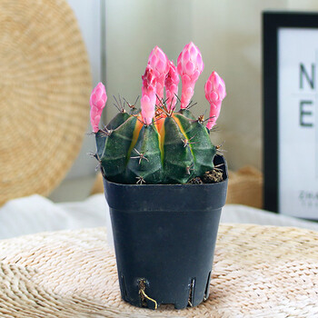 五彩牡丹仙人球稀有五彩锦开花大颗仙人掌多肉植物室内防辐射盆栽