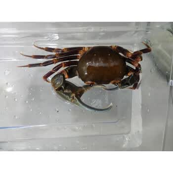 海南勾手蟹宠物蟹观赏螃蟹另相手蟹将军蟹迷辣椒蟹豹点南海溪蟹 小号