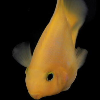 热带黄金鹦鹉起头财神元宝财神金刚红鹦鹉鱼活物黄发财鱼活体 8-10