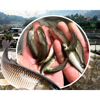 草鱼苗批发淡水活体鱼半斤一斤特大规格好养殖20cm食用小草鱼鱼苗