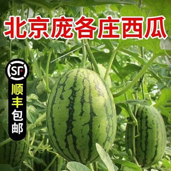 庞各庄小吊瓜1516斤34颗产地直发头茬西瓜超甜薄皮脆沙瓤2粒装68斤