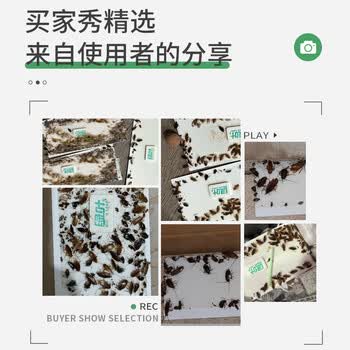 绿叶蟑螂粘板10片装灭蟑螂药杀蛮蠊粘板除蟑螂纸杀蟑GL02130