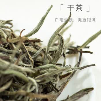 政和白茶山间有味白毫银针50g 春茶散茶高山白茶口粮茶叶