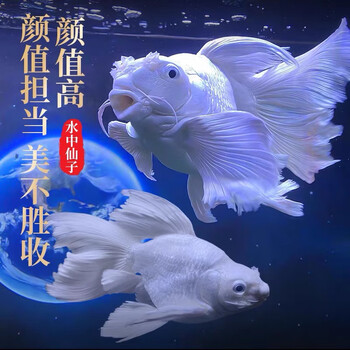 狮子头鱼身- 京东