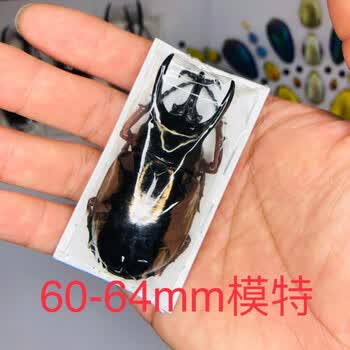昆虫标本南洋大兜虫标本阿特拉斯cak亚种昆虫标本真虫甲虫锹甲吉丁虫蝴蝶60 64mm单只cak 图片价格品牌报价 京东
