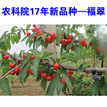 耐寒新品种大樱桃树苗俄8福晨福星俄罗斯八号车厘子苗南北方种植 超甜