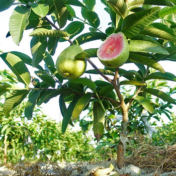芭乐种植价格报价行情- 京东