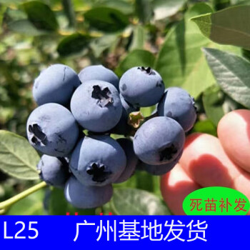 红蓝莓品牌及商品- 京东