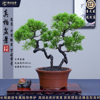 吉祥植物盆景型号规格- 京东