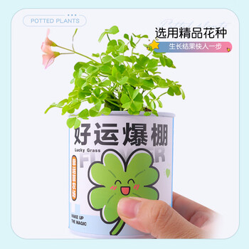 Touch Fish罐装小盆栽桌面种植易拉罐头植物小学生科学实验礼物奖品好运爆棚（幸运草）亲子DIY