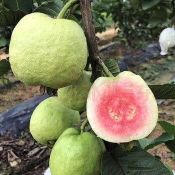 台湾グアバ取木苗木　改良品種　番石榴 芭乐　バンシル 台湾グアバ取木苗木 改良品種 番石榴 芭乐 バンシル 実、花付き