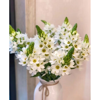 百合花鲜花云南基地直发圣星百合办公居家插花a级雀梅9枝送保鲜剂不含