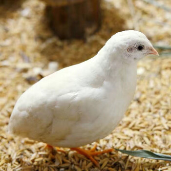 观赏一对成年鹌鸟鹑下蛋桂花雀受精种蛋家庭客厅阳台德系异色驼白铭心