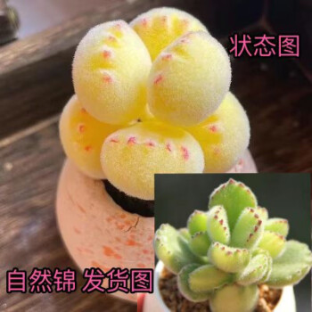 多肉植物熊童子锦新款- 多肉植物熊童子锦2021年新款- 京东