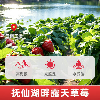 丙田 草莓果酱220g 0脂肪果肉无添加砂糖 烘焙面包涂抹水果酱儿童冲饮