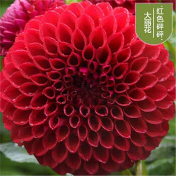 花卉18 71kH3Xhx7iL._UF894,1000_QL80_.jpg
