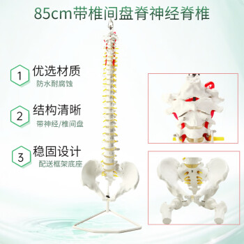 自然大脊柱骨模型新款- 自然大脊柱骨模型2021年新款- 京东