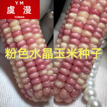 虞漫绿宝石玉米种子七彩琉璃宝石玉米种子文玩玉米种子水晶粉红琉璃