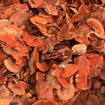 北京同仁堂  红栓菌20g云南深山牛樟芝红樟芝血红栓菌中药材红云芝牛