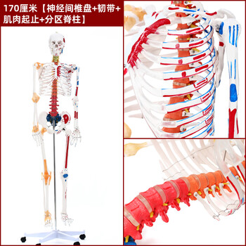 人体模型 S.H.Figuarts Android No. 21 (white coat) | TAMASHII WEB