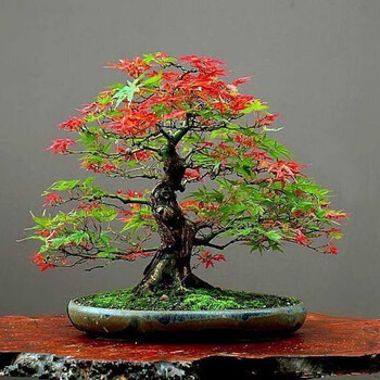 盆栽 紅葉 紅葉盆栽圖片- 海量高清紅葉盆栽圖片大全- 阿里巴巴